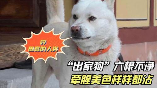 娱乐吃瓜酱寺庙里的小狗,见证信仰与生命的温馨瞬间